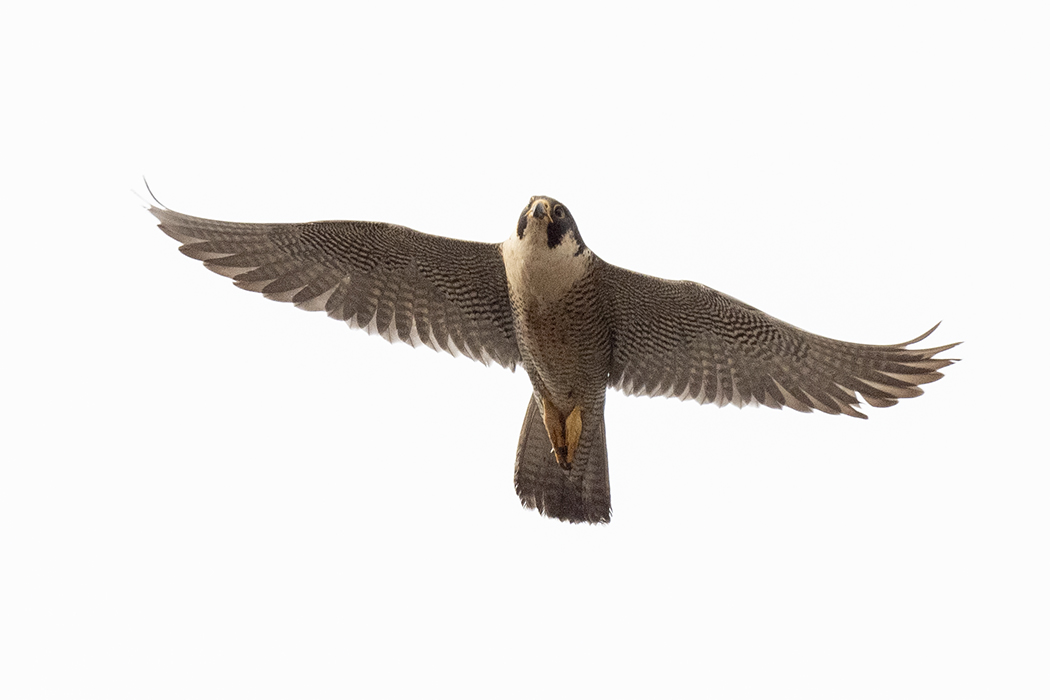 Peregrine Falcon